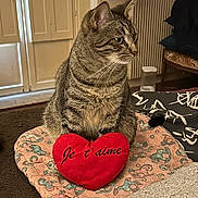 Lola a rejoint le concours — aidez-le/la à gagner de superbes lots ! cat, tabby, pet, indoor, heart_pillow, text, mat, furniture, lamp, radiator, cozy, patterned, cute, animal, domestic, resting, side_view, household, fabric, soft