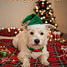 dog, puppy, christmas, holiday, elf_hat, bow_tie, jingle_bells, christmas_tree, presents, gift_wrap, festive, plaid_blanket, red_and_green, fairy_lights, portrait, indoors, lying_down, fluffy, cute, text_overlay