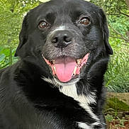 Albert is registered to the contest to win money with this photo: dog, black_and_white, portrait, outdoors, garden, grass, tree, foliage, sitting, happy, smiling, open_mouth, tongue, pet, animal, fur, white_chest, black_fur, close_up, smartphone_screenshot