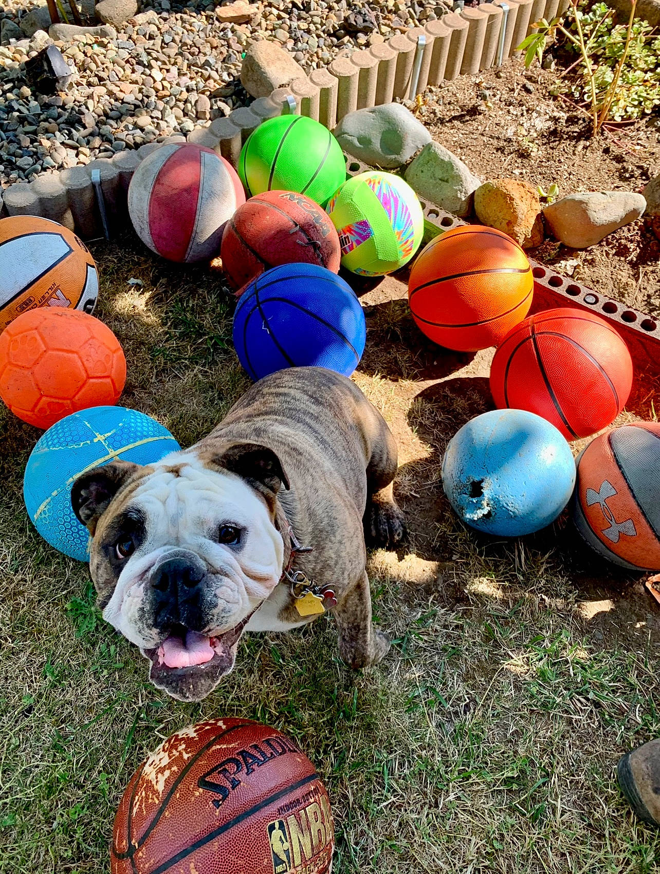 Roo joined the competition — help win amazing prizes! art, ball, canidae, carnivore, companion_dog, dog, dog_breed, easter, event, fashion_accessory, fence, fun, grass, leisure, plant, play, recreation, snout, sporting_group, toy