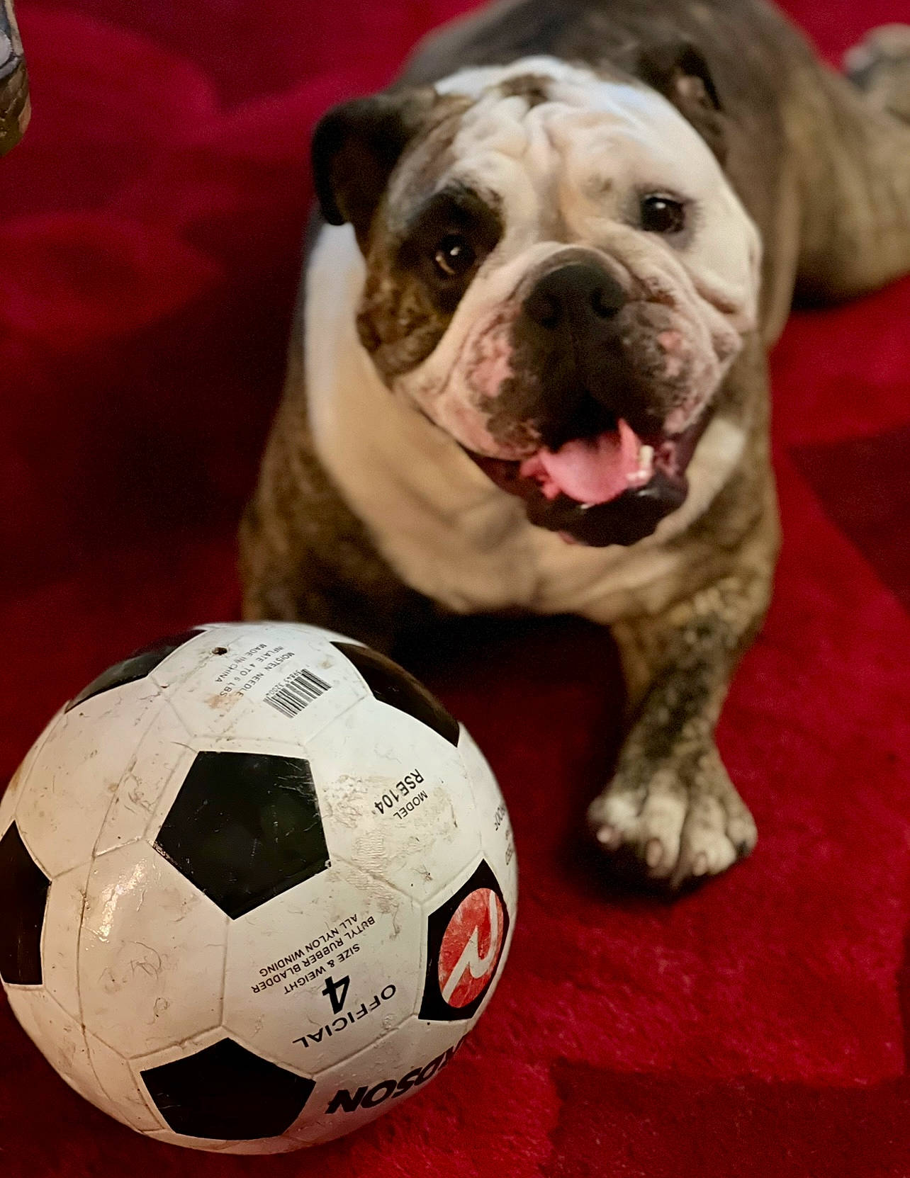 Roo is registered to the contest to win money with this photo: ball, bulldog, canidae, carnivore, comfort, companion_dog, dog, dog_breed, fawn, football, pet_supply, snout, soccer, soccer_ball, sphere, sports_equipment, sports_toy, terrestrial_animal, working_animal