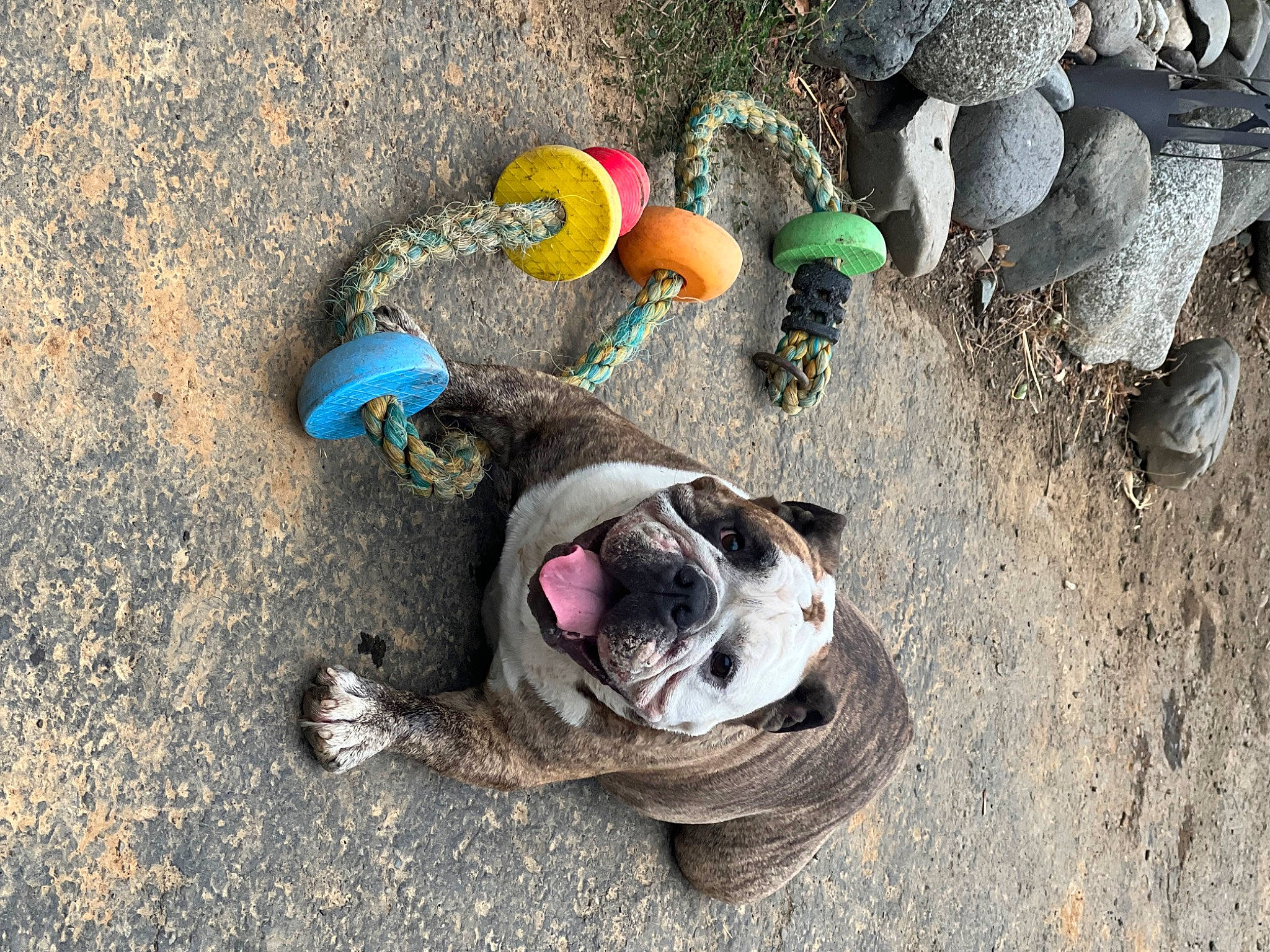 Roo joined the competition — help win amazing prizes! asphalt, ball, canidae, carnivore, collar, companion_dog, dog, dog_breed, fawn, grass, leash, paw, road_surface, sand, sidewalk, snout, soil, sporting_group, toy, working_animal