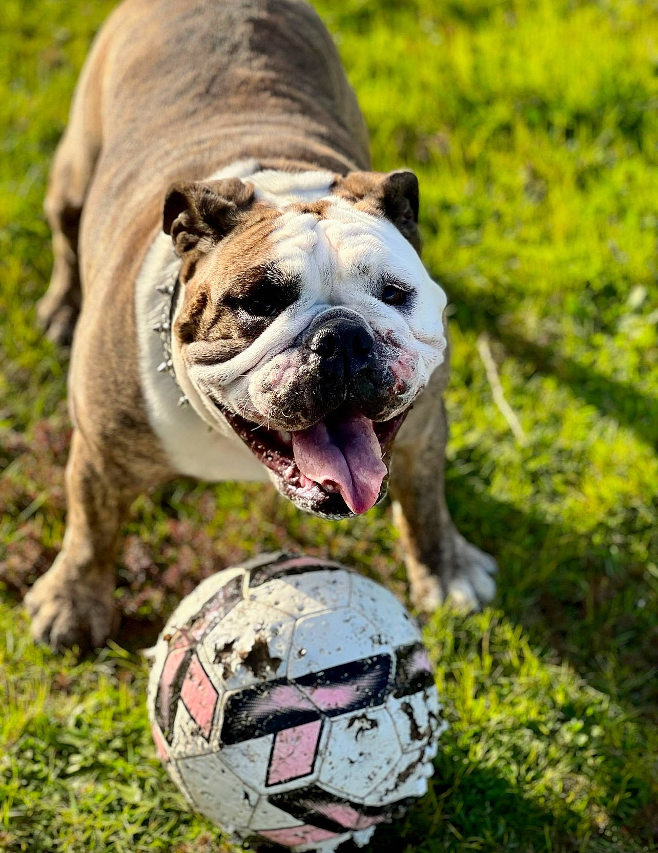 Roo is registered to the contest to win money with this photo: art, ball, bulldog, canidae, carnivore, companion_dog, dog, dog_breed, fawn, grass, landscape, plant, snout, soccer, sporting_group, sports_equipment, terrestrial_animal, white_english_bulldog, working_dog, wrinkle