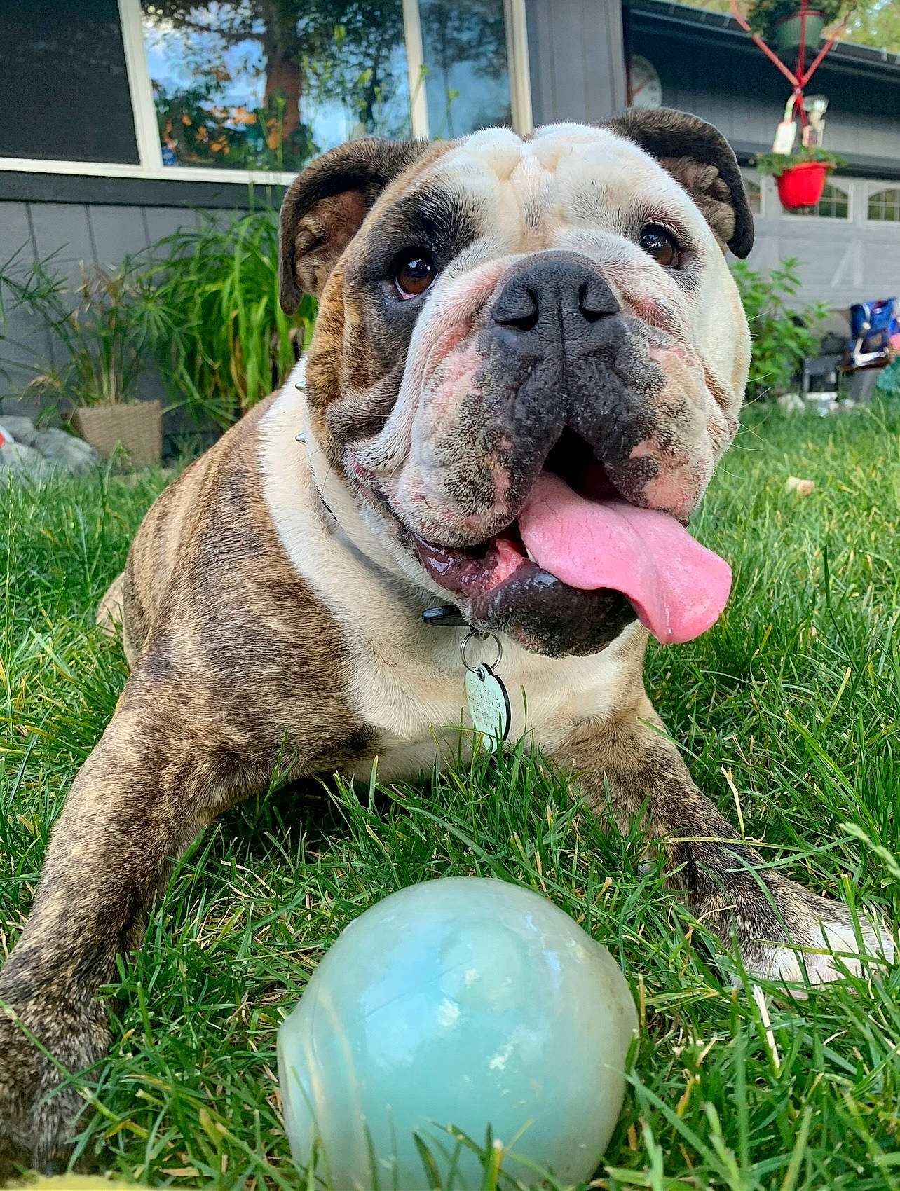 Roo is registered to the contest to win money with this photo: ball, bulldog, canidae, carnivore, collar, companion_dog, dog, dog_breed, fawn, grass, groundcover, lawn, plant, snout, sporting_group, sports_equipment, sports_toy, tree, working_dog, wrinkle