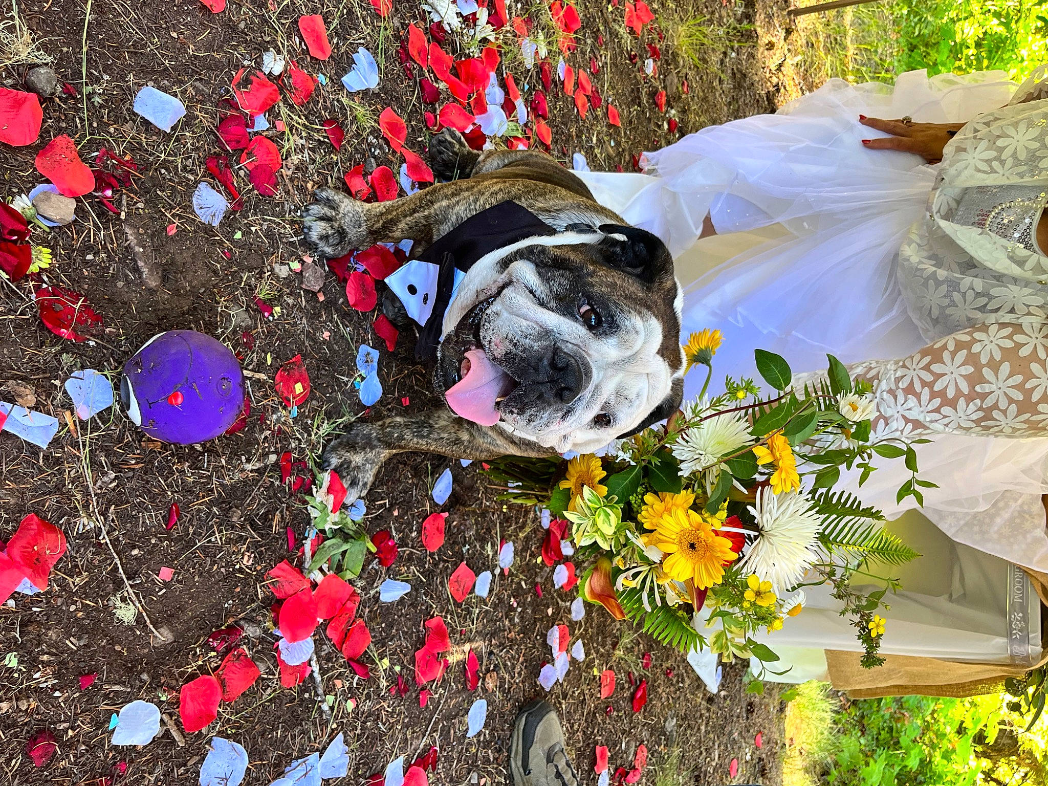 Bronco is registered to the contest to win money with this photo: annual_plant, art, botany, carmine, carnivore, cut_flowers, dog, event, flower, flower_arranging, garden, grass, leisure, petal, plant, shrub, sporting_group, spring, tree, wildflower
