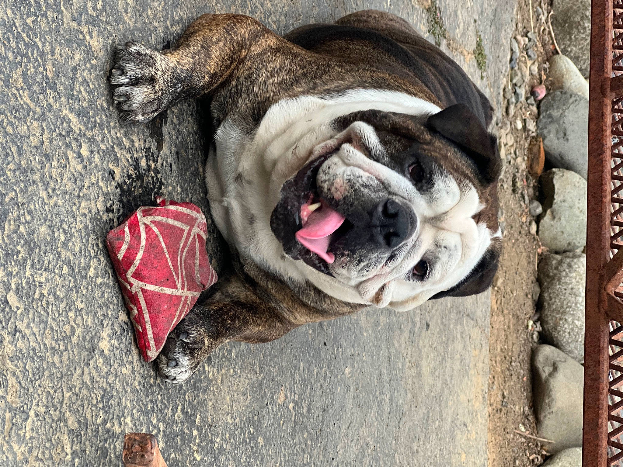 Bronco is registered to the contest to win money with this photo: asphalt, canidae, carmine, carnivore, collar, companion_dog, concrete, dog, dog_breed, fawn, fur, leash, road_surface, sidewalk, snout, sporting_group, terrestrial_animal, whiskers, working_animal, wrinkle