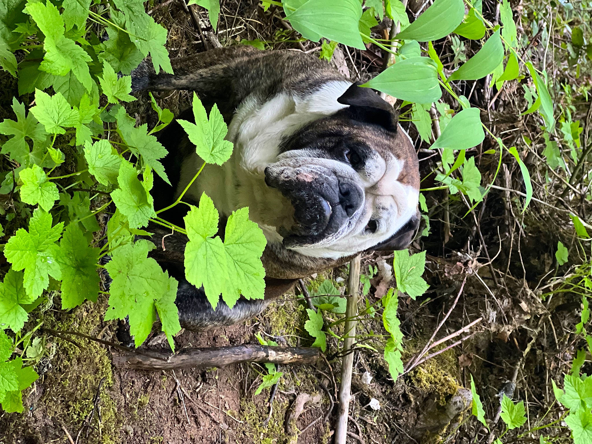 Bronco joined the competition — help win amazing prizes! annual_plant, beak, bird, companion_dog, dog_breed, flowering_plant, garden, gardening, grass, groundcover, herb, herbaceous_plant, leaf_vegetable, plant, soil, subshrub, terrestrial_animal, wildlife