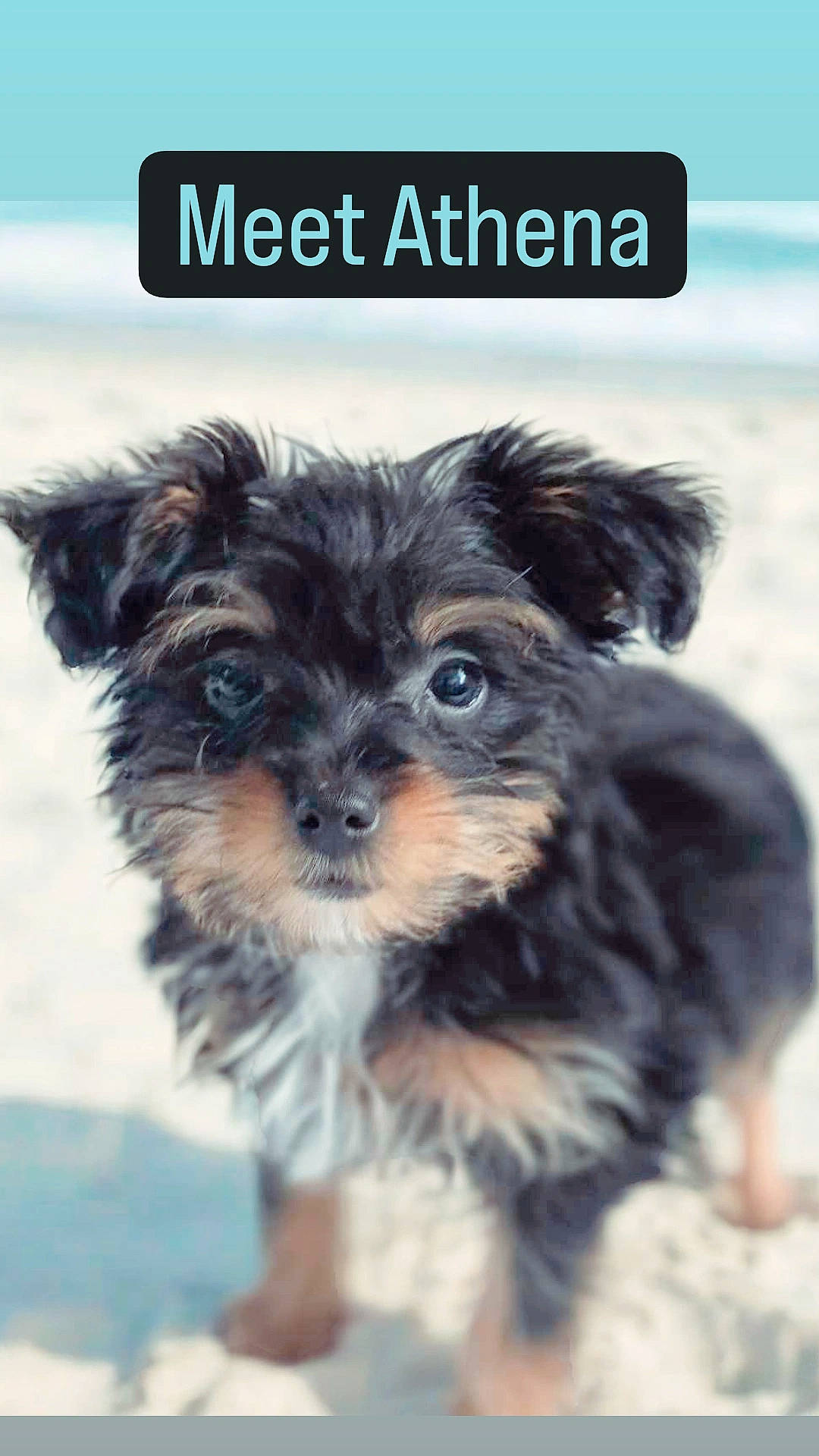 Athena joined the competition — help win amazing prizes! biewer_terrier, canidae, carnivore, companion_dog, dog, dog_breed, dog_supply, font, fur, liver, maltepoo, puppy, small_terrier, snout, sporting_group, terrestrial_animal, terrier, toy_dog, working_animal, yorkipoo