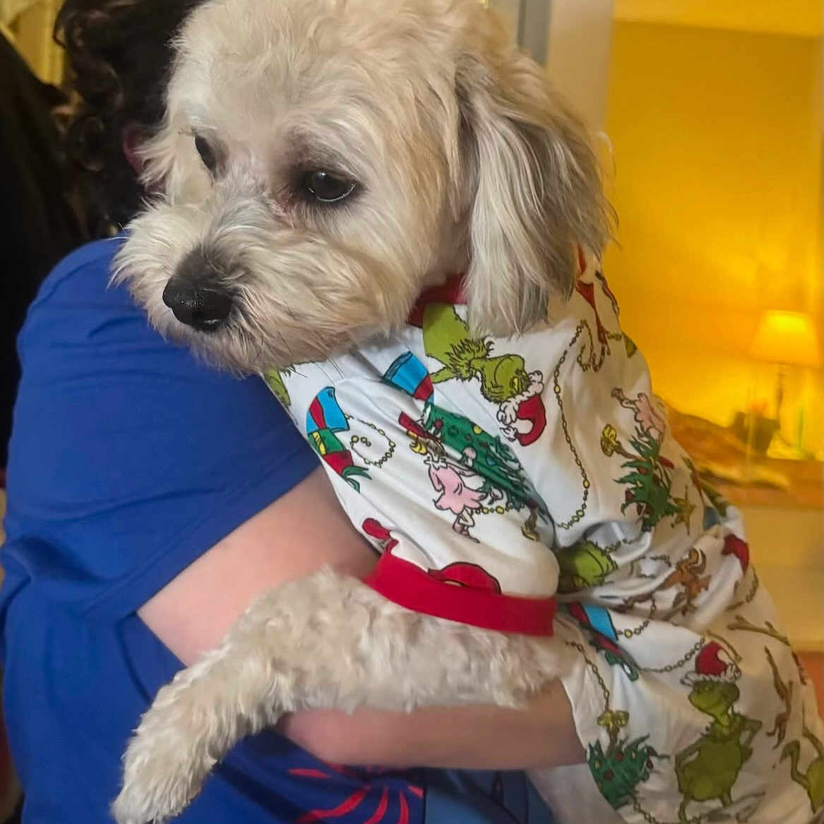 Benji joined the competition — help win amazing prizes! affection, animal, bedroom, blue_shirt, clothing, cozy, curly_hair, cute, dog, fur, grinch_shirt, holding, home, indoor, lamp, mirror, person, pet, warm_lighting, white_dog