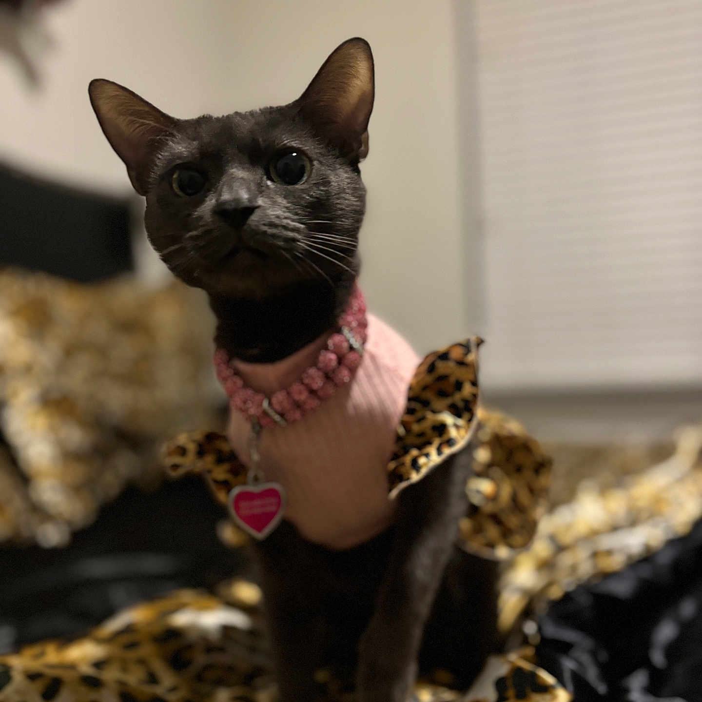 Milani