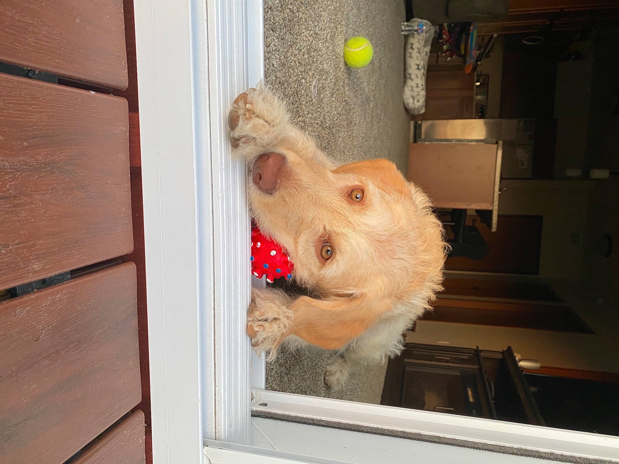 Luna joined the competition — help win amazing prizes! canidae, carnivore, companion_dog, dog, dog_breed, dog_supply, hardwood, hunting_dog, labradoodle, mammal, non_sporting_group, pet_supply, plywood, snout, sporting_group, terrier, tongue, wood, wood_stain, working_animal