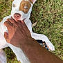 accessories, animal, barefoot, bodypart, canine, clothing, dog, finger, footwear, grass, hand, lawn, person, pet, plant, puppy, shoe, skin, strap, whitedog