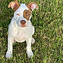 animal, ball, bulldog, canine, dog, field, football, grass, grassland, hound, lawn, outdoors, pet, pitbull, plant, puppy, soccer, soccerball, sport, whitedog