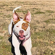Noah joined the competition — help win amazing prizes! animal, canine, dog, face, field, grass, grassland, grove, head, nature, outdoors, person, pet, photography, plant, portrait, puppy, soil, tree, vegetation