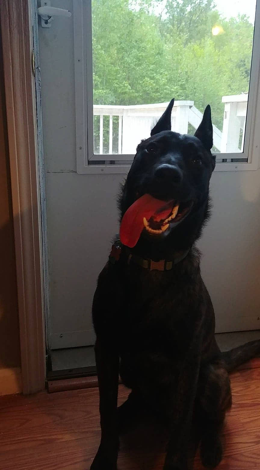 Grimm joined the competition — help win amazing prizes! canidae, carnivore, dog, dog_breed, guard_dog, mammal, schipperke, snout, sporting_group, vertebrate