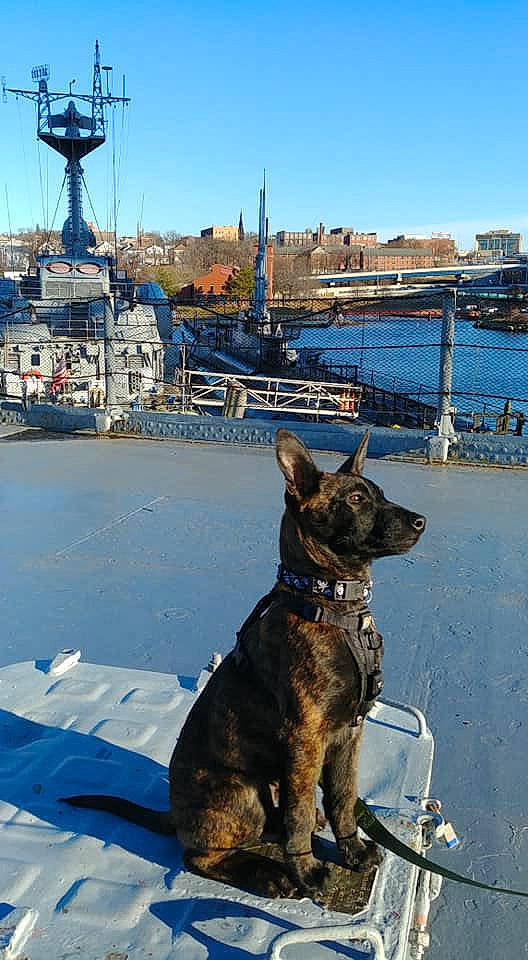 Grimm is registered to the contest to win money with this photo: canidae, carnivore, dog, dog_breed, dutch_shepherd_dog, east_european_shepherd, fawn, german_shepherd_dog, mammal, police_dog, snout, sporting_group, working_dog