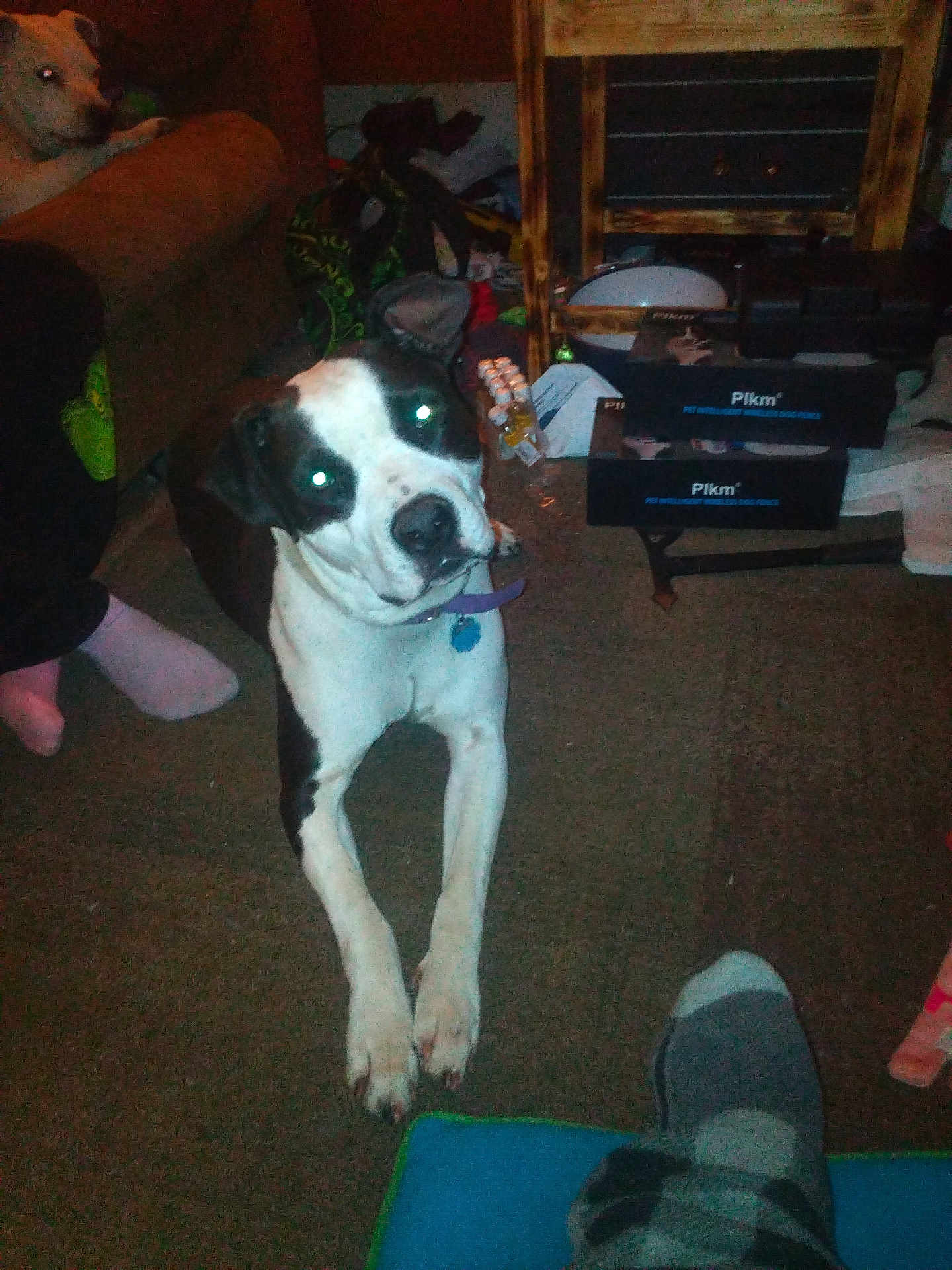 Joshua Vasa joined the competition — help win amazing prizes! dog, black_and_white, carpet, indoor, furniture, person, socks, flash, glowing_eyes, collar, tag, boxes, clutter, table, chair, living_room, pet, household, floor, curious