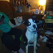 Joshua Vasa joined the competition — help win amazing prizes! dog, indoor, living_room, couch, person, clutter, lamp, fan, table, can, sitting, black_and_white_dog, pet, domestic_animal, floor, furniture, casual_clothing, relaxed, household_items, blurred