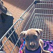 Akyra participe au concours pour gagner de l'argent avec cette photo : puppy, dog, shopping_cart, harness, blanket, outdoor, sunlight, pet, curious, brown_puppy, metal_cart, retail, storefront, animal, canine, young_dog, pet_accessory, sitting, daylight, cute