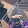 animal, blanket, brown_puppy, canine, curious, cute, daylight, dog, harness, metal_cart, outdoor, pet, pet_accessory, puppy, retail, shopping_cart, sitting, storefront, sunlight, young_dog
