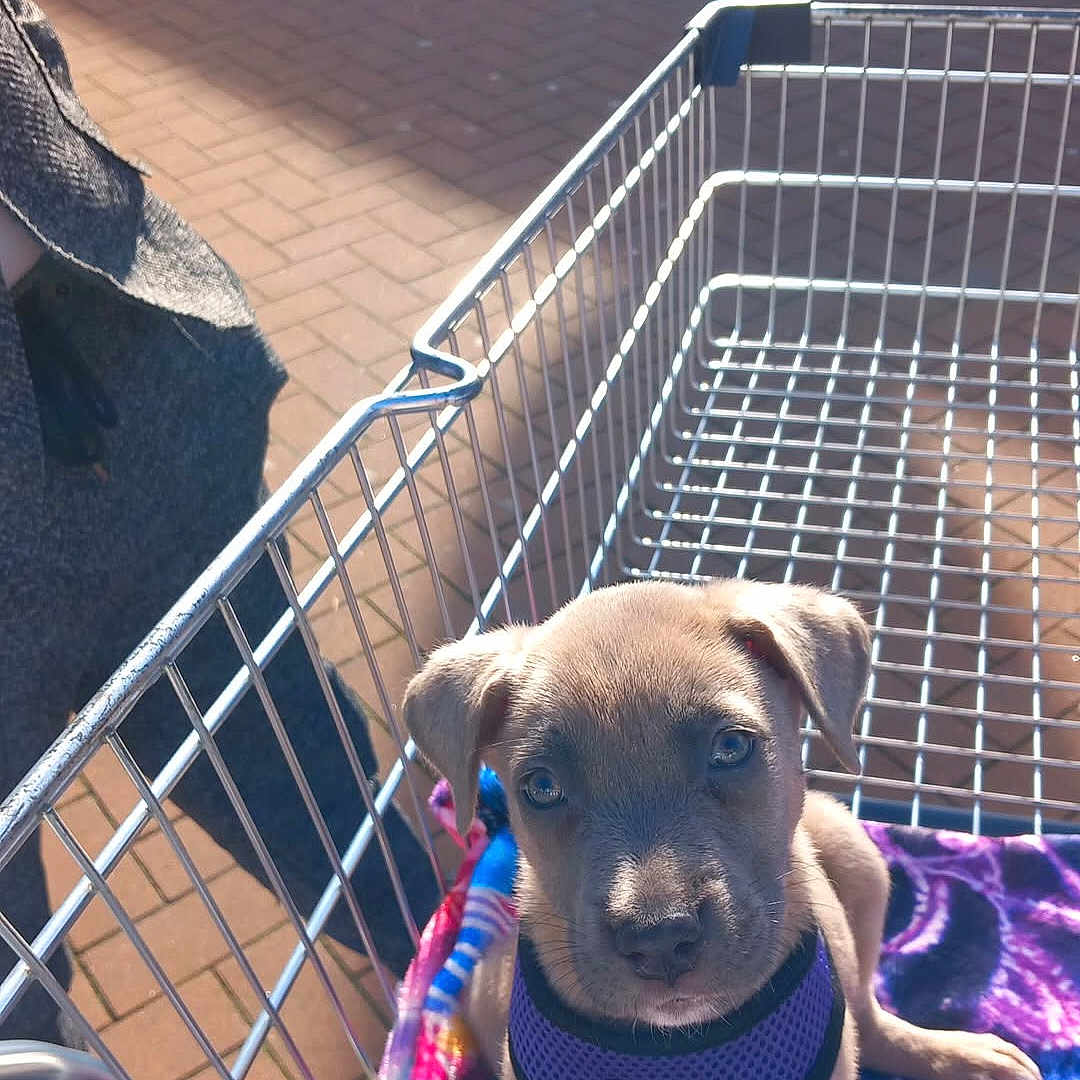 Akyra participe au concours pour gagner de l'argent avec cette photo : puppy, dog, shopping_cart, harness, blanket, outdoor, sunlight, pet, curious, brown_puppy, metal_cart, retail, storefront, animal, canine, young_dog, pet_accessory, sitting, daylight, cute