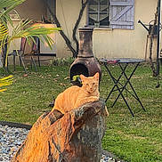 Jano a rejoint le concours — aidez-le/la à gagner de superbes lots ! backyard, cat, chair, chiminea, daylight, garden, grass, leaves, nature, orange_cat, outdoor, pet, plants, relaxed, rock, shutter, sunlight, table, tree, window