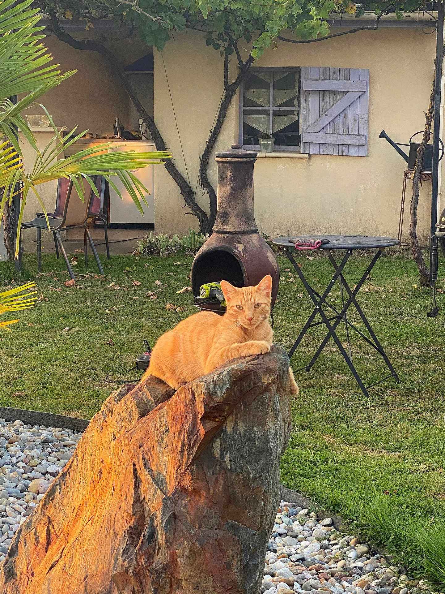 Jano a rejoint le concours — aidez-le/la à gagner de superbes lots ! backyard, cat, chair, chiminea, daylight, garden, grass, leaves, nature, orange_cat, outdoor, pet, plants, relaxed, rock, shutter, sunlight, table, tree, window