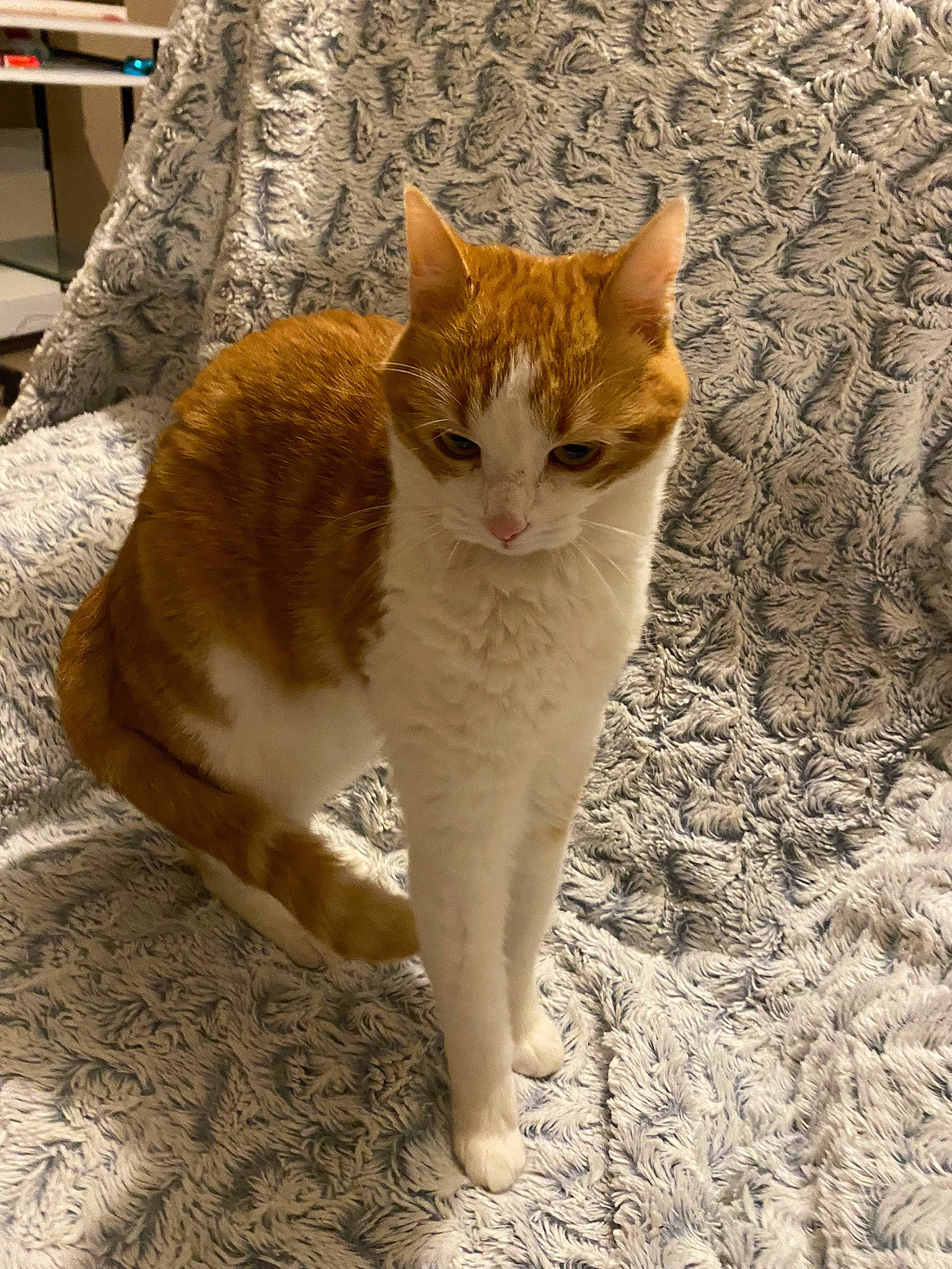 Orphé a rejoint le concours — aidez-le/la à gagner de superbes lots ! art, carnivore, cat, domestic_short_haired_cat, fawn, felidae, fur, paw, small_to_medium_sized_cats, snout, tail, terrestrial_animal, whiskers, wood