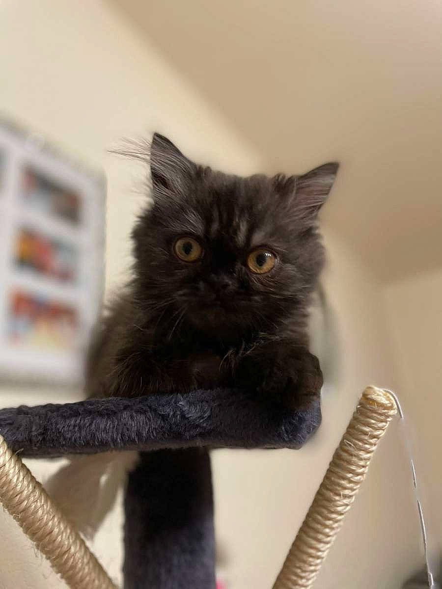 Handay participe au concours pour gagner de l'argent avec cette photo : carnivore, cat, claw, domestic_short_haired_cat, felidae, fur, grey, pet_supply, small_to_medium_sized_cats, snout, tail, terrestrial_animal, whiskers