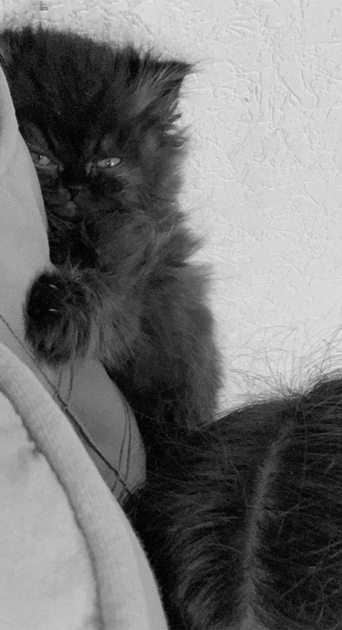 Handay a rejoint le concours — aidez-le/la à gagner de superbes lots ! black_and_white, carnivore, cat, claw, dog_breed, feather, felidae, fur, grey, monochrome, monochrome_photography, paw, small_to_medium_sized_cats, snout, style, tail, whiskers, wildlife, wing, winter