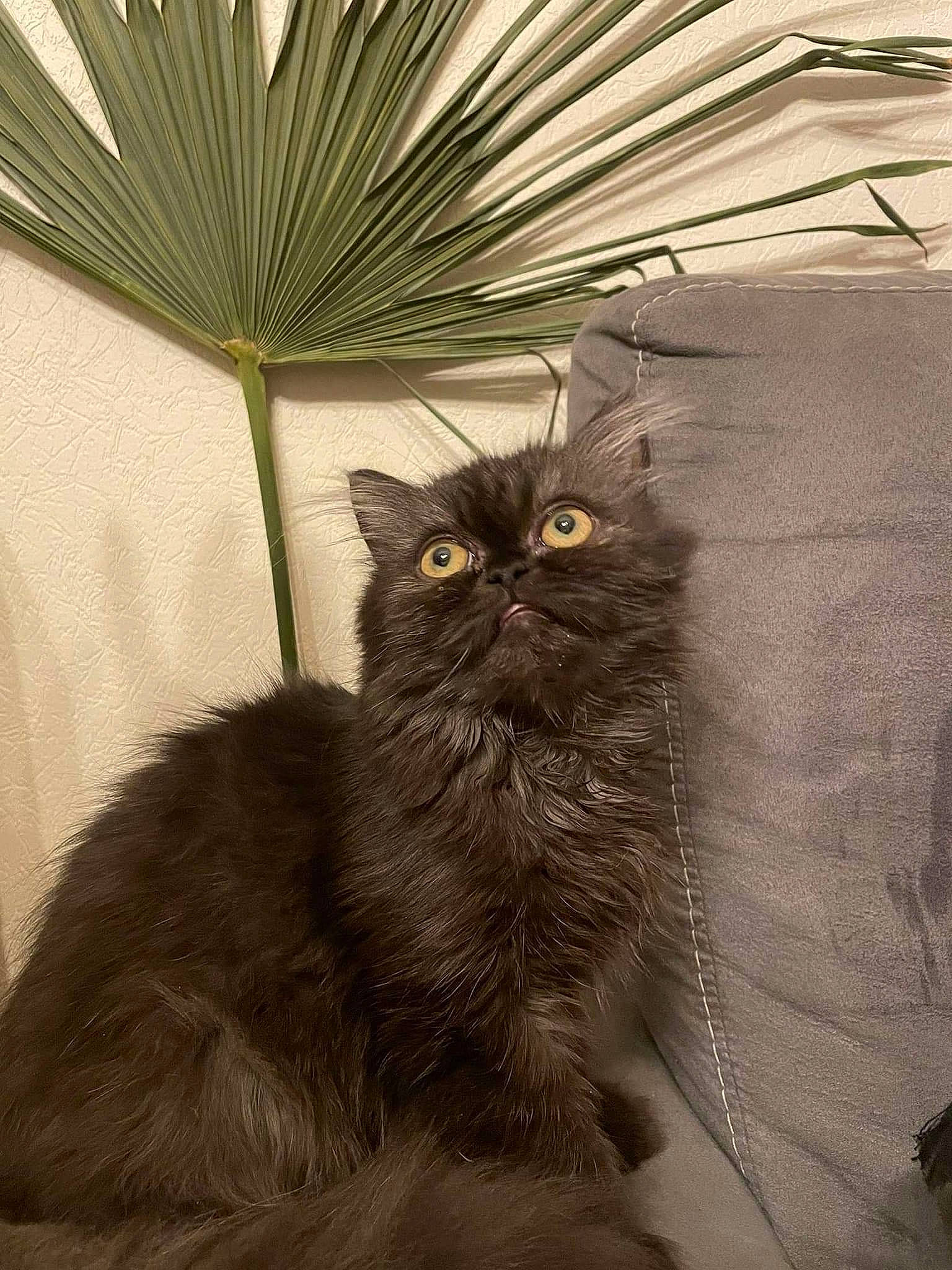 Handay participe au concours pour gagner de l'argent avec cette photo : arecales, art, carnivore, cat, domestic_short_haired_cat, felidae, fur, grass, illustration, iris, painting, plant, small_to_medium_sized_cats, tail, terrestrial_animal, terrestrial_plant, textile, tree, whiskers, wildlife