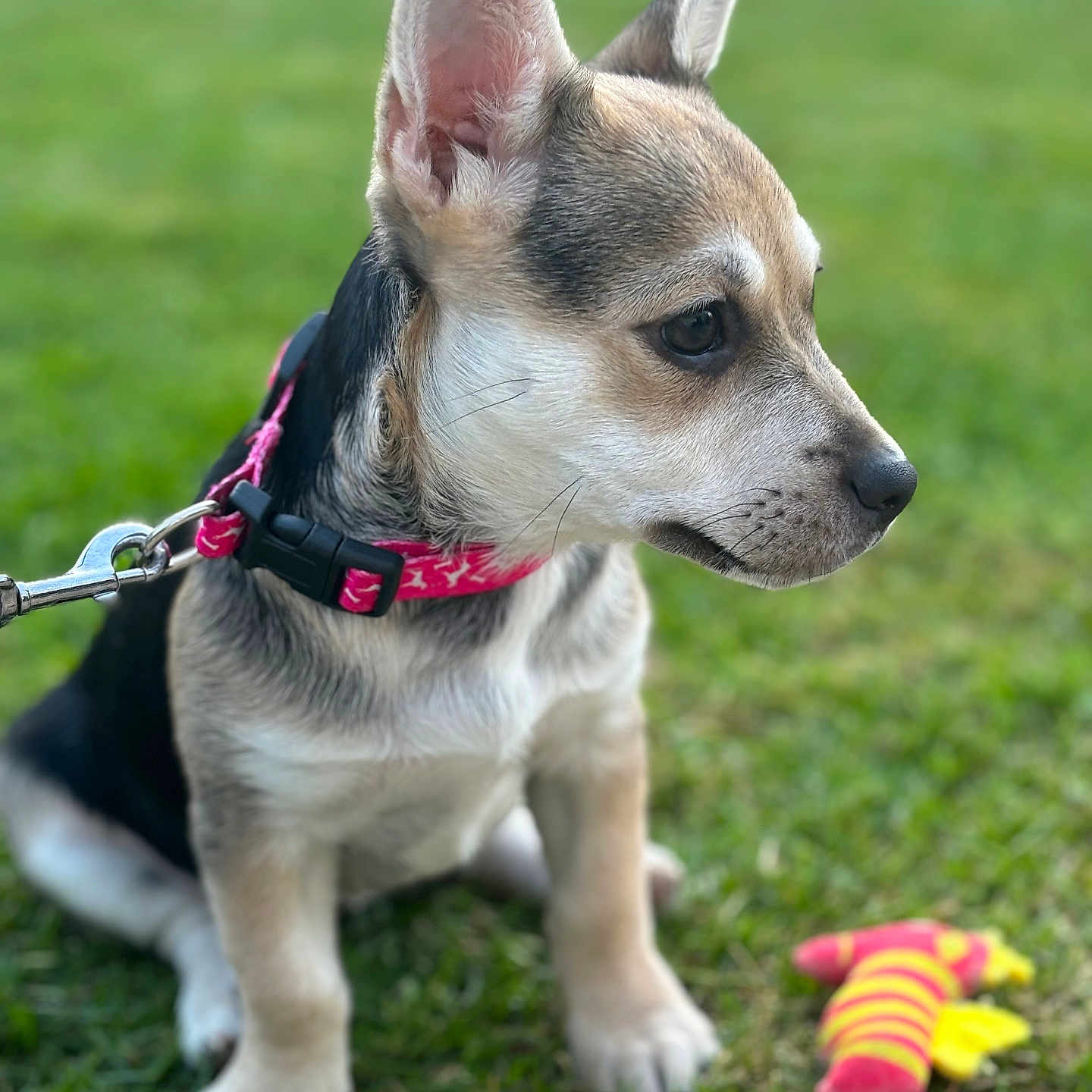 Honda a rejoint le concours — aidez-le/la à gagner de superbes lots ! accessories, animal, canine, chihuahua, clothing, dog, footwear, grass, hosiery, hound, lawn, leash, pet, plant, puppy, shoe, snout, sock, strap, whitedog