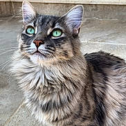 Snoo a rejoint le concours — aidez-le/la à gagner de superbes lots ! cat, fluffy, green_eyes, fur, animal, pet, portrait, looking_up, whiskers, tabby, close_up, cute, feline, outdoor, mammal, alert, ears, nose, soft, domestic_cat