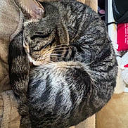 Demarcus is registered to the contest to win money with this photo: cat, tabby_cat, sleeping, curled, blanket, fur, whiskers, ear, pet, indoor, cozy, bedding, couch, nap, domestic_cat, stripes, soft_texture, home_interior, shelf, bag