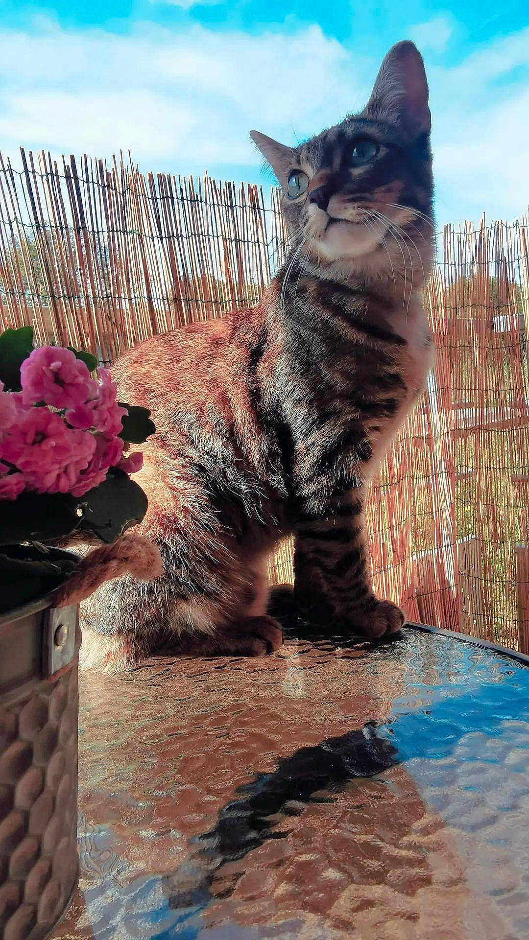 Shenzi a rejoint le concours — aidez-le/la à gagner de superbes lots ! carnivore, cat, cloud, domestic_short_haired_cat, fawn, felidae, flower, flowerpot, fur, grass, houseplant, plant, sky, small_to_medium_sized_cats, tail, terrestrial_animal, water, whiskers, window, wood