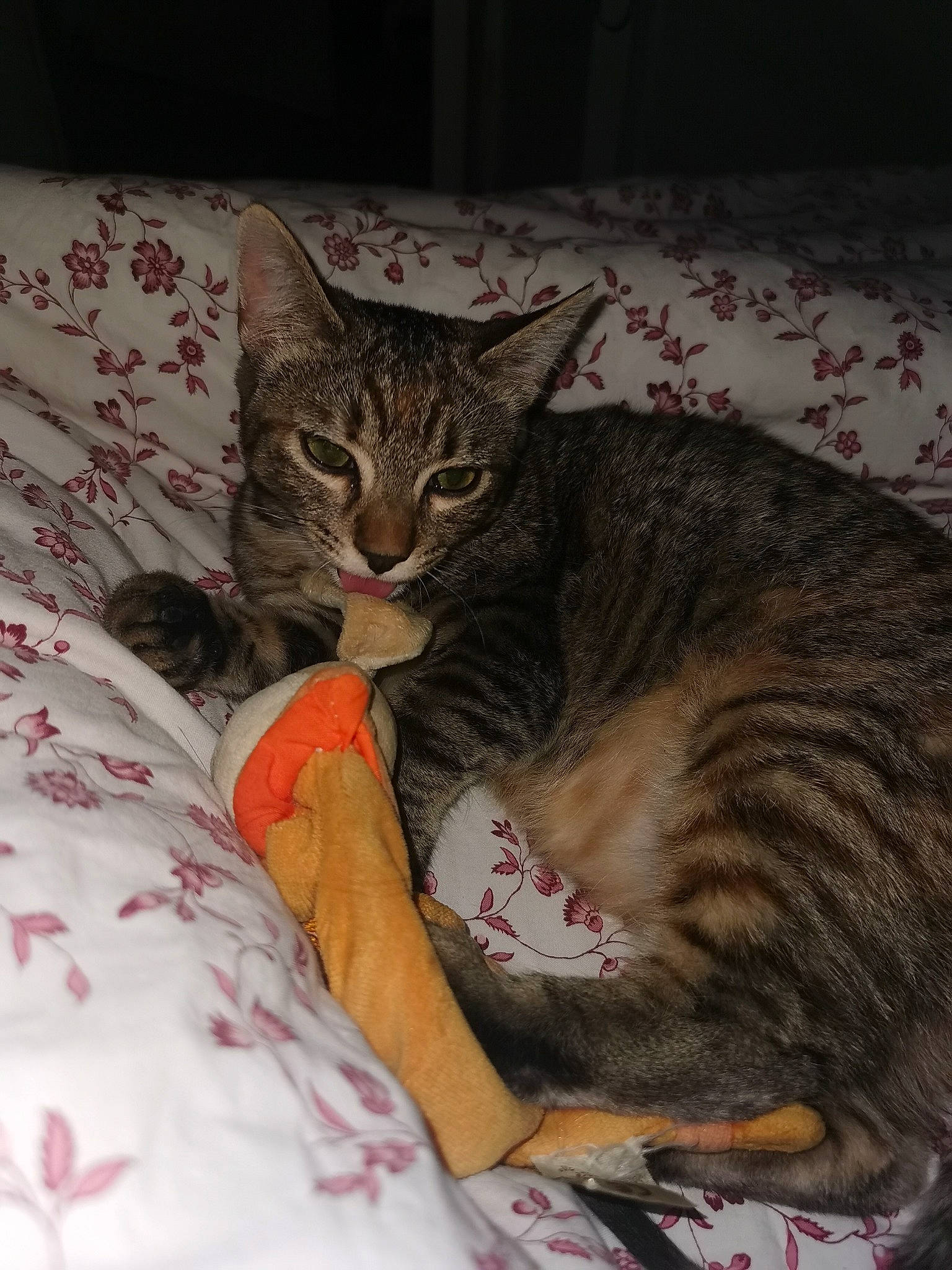 Shenzi participe au concours pour gagner de l'argent avec cette photo : carnivore, cat, claw, comfort, domestic_short_haired_cat, fawn, felidae, fur, linens, nap, paw, sitting, small_to_medium_sized_cats, snout, tail, terrestrial_animal, tree, whiskers, wildlife