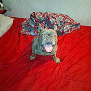 Cookie is registered to the contest to win money with this photo: dog, bed, blanket, red, tongue_out, happy, indoor, pet, fur, canine, plaid, pillow, wall, excited, smiling, comfort, animal, cute, small_dog, resting