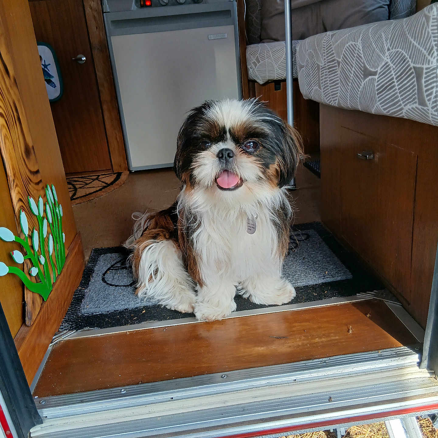 Alfa participe au concours pour gagner de l'argent avec cette photo : dog, shih_tzu, pet, animal, fluffy, small_dog, sitting, tongue_out, portrait, camper, motorhome, vehicle_interior, doorway, bed, kitchenette, wood, floor, mat, outdoor, travel