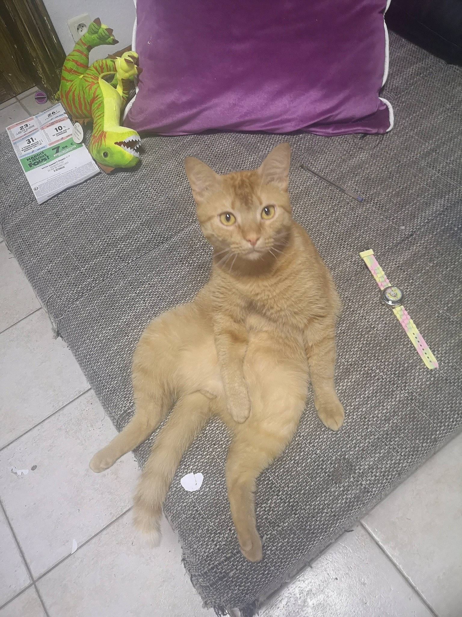 Cookie a rejoint le concours — aidez-le/la à gagner de superbes lots ! carnivore, cat, claw, domestic_short_haired_cat, fawn, felidae, flooring, fur, hardwood, linens, paw, road_surface, sitting, small_to_medium_sized_cats, snout, tail, terrestrial_animal, vertebrate, whiskers, wood