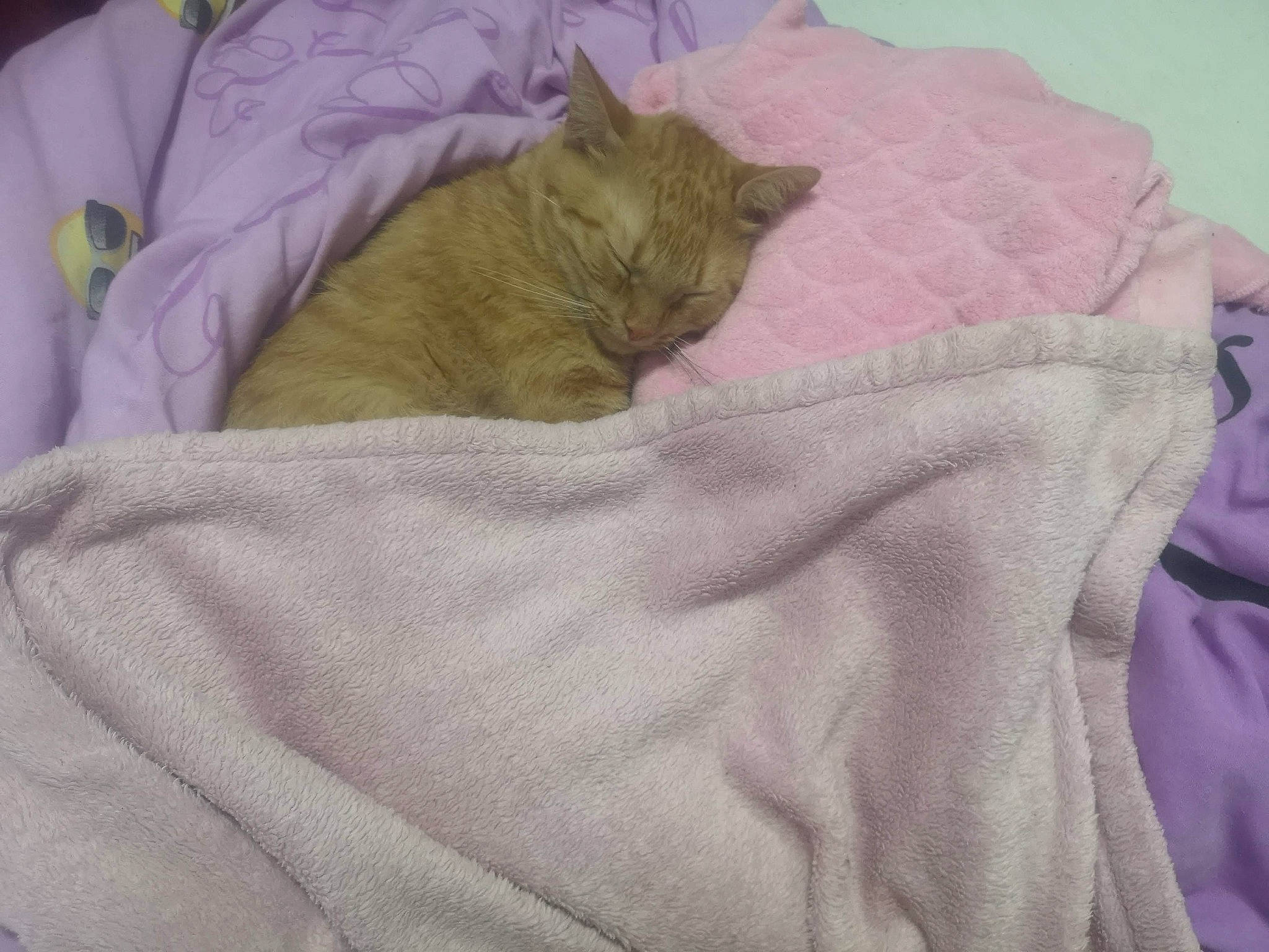 Cookie a rejoint le concours — aidez-le/la à gagner de superbes lots ! bed_sheet, bedding, blanket, carnivore, cat, comfort, domestic_short_haired_cat, duvet, felidae, fur, linens, magenta, pattern, room, sleeve, small_to_medium_sized_cats, stitch, t_shirt, whiskers