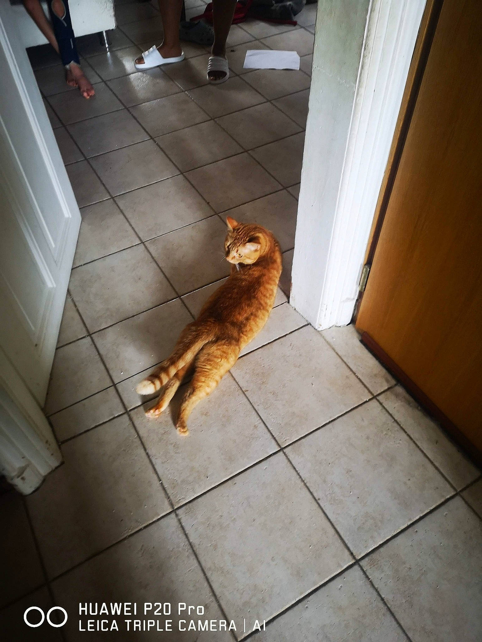 Cookie participe au concours pour gagner de l'argent avec cette photo : brown, carnivore, companion_dog, dog, dog_breed, door, felidae, floor, flooring, fur, hardwood, human_leg, road_surface, shadow, small_to_medium_sized_cats, tail, terrier, tile, tints_and_shades, wood