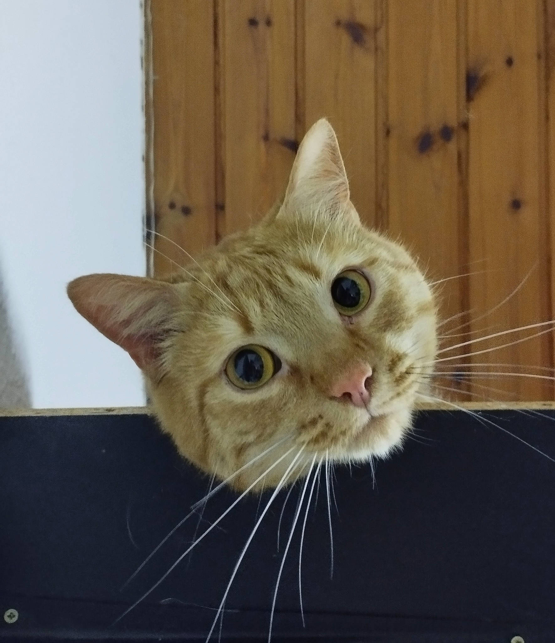 Cookie participe au concours pour gagner de l'argent avec cette photo : carnivore, cat, claw, domestic_short_haired_cat, fawn, felidae, fur, paw, small_to_medium_sized_cats, snout, tail, terrestrial_animal, whiskers, window, wood