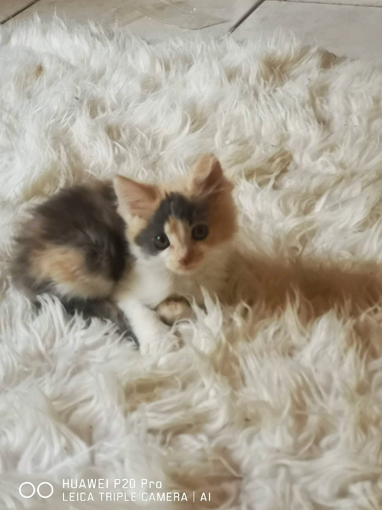 Nala a rejoint le concours — aidez-le/la à gagner de superbes lots ! bed_sheet, bedding, blanket, carnivore, cat, claw, comfort, domestic_short_haired_cat, fawn, felidae, fur, linens, nap, pattern, paw, small_to_medium_sized_cats, tail, textile, whiskers, woven_fabric