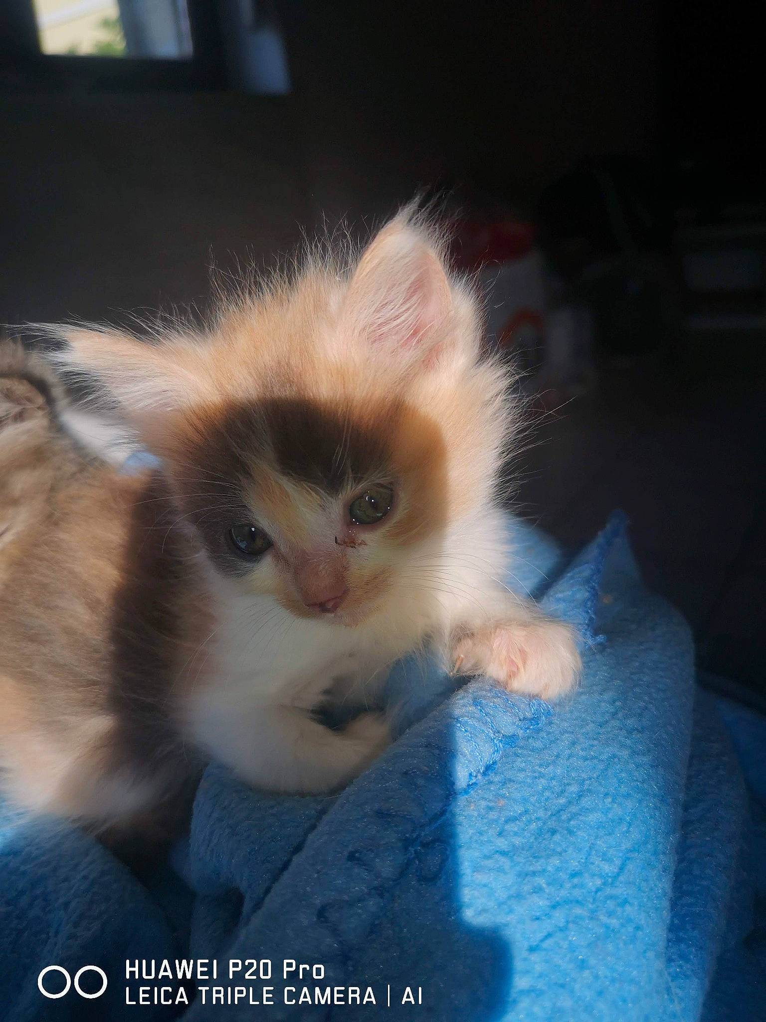 Nala a rejoint le concours — aidez-le/la à gagner de superbes lots ! carnivore, cat, claw, fawn, felidae, fur, paw, photo_caption, small_to_medium_sized_cats, snout, tail, terrestrial_animal, whiskers