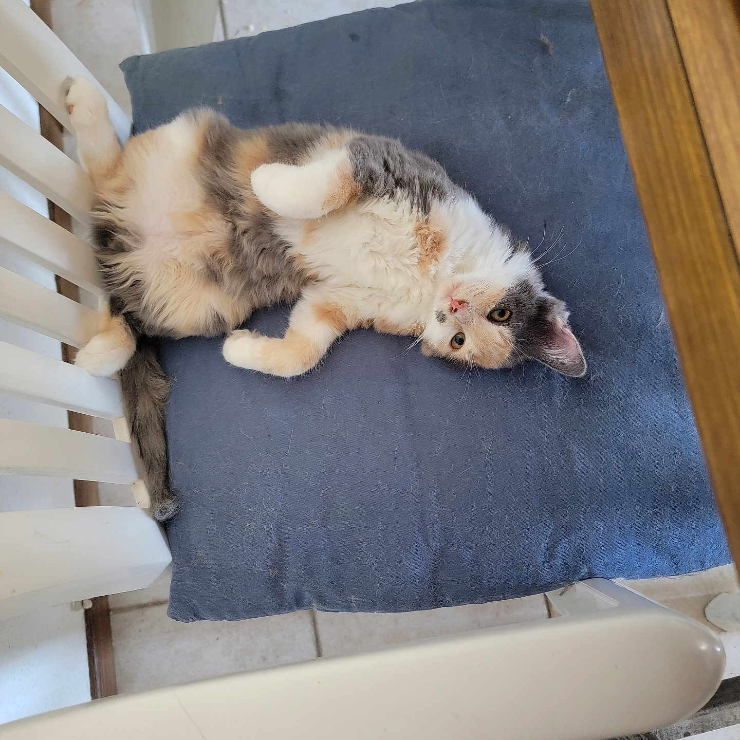 Trico participe au concours pour gagner de l'argent avec cette photo : abyssinian, animal, bed, cat, chair, clothing, couch, crib, footwear, furniture, hardwood, homedecor, indoors, infantbed, kitten, manx, pet, plywood, shoe, wood