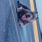 Goliath joined the competition — help win amazing prizes! dog, pitbull, tongue_out, pavement, sidewalk, yellow_curb, outdoor, pet, animal, canine, happy, lying_down, street, daylight, muzzle, ears, four_legs, brown_fur, closeup, playful