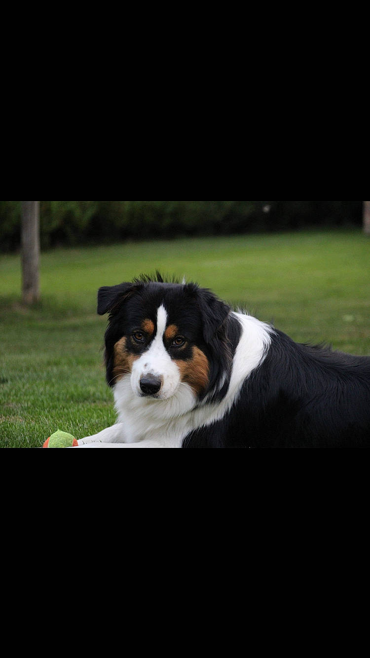 Railey a rejoint le concours — aidez-le/la à gagner de superbes lots ! bernese_mountain_dog, bored, canidae, carnivore, companion_dog, dog, dog_breed, grass, herding_dog, snout, sporting_group, terrestrial_animal, working_animal, working_dog