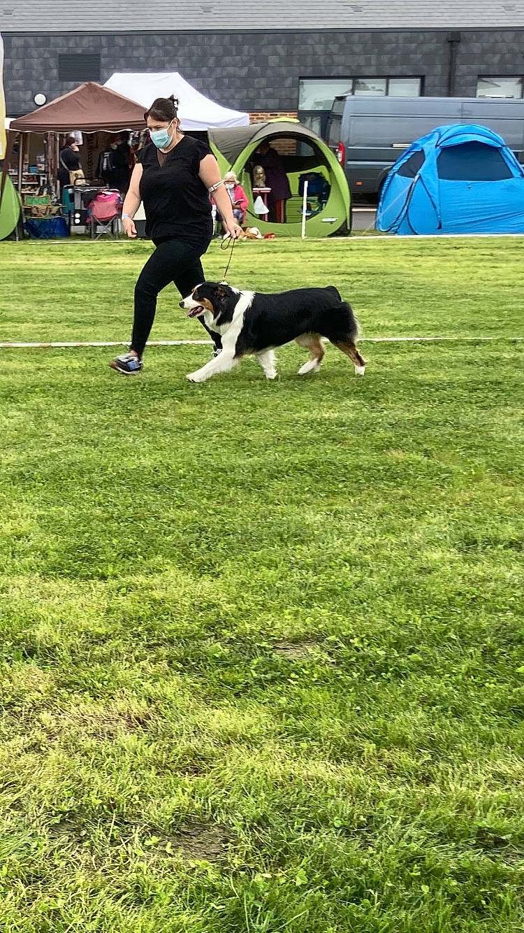Railey participe au concours pour gagner de l'argent avec cette photo : carnivore, chair, companion_dog, dog, dog_breed, dog_sports, fun, grass, grassland, green, groundcover, herding_dog, lawn, leisure, plant, recreation, sporting_group, tarpaulin, tent, vertebrate