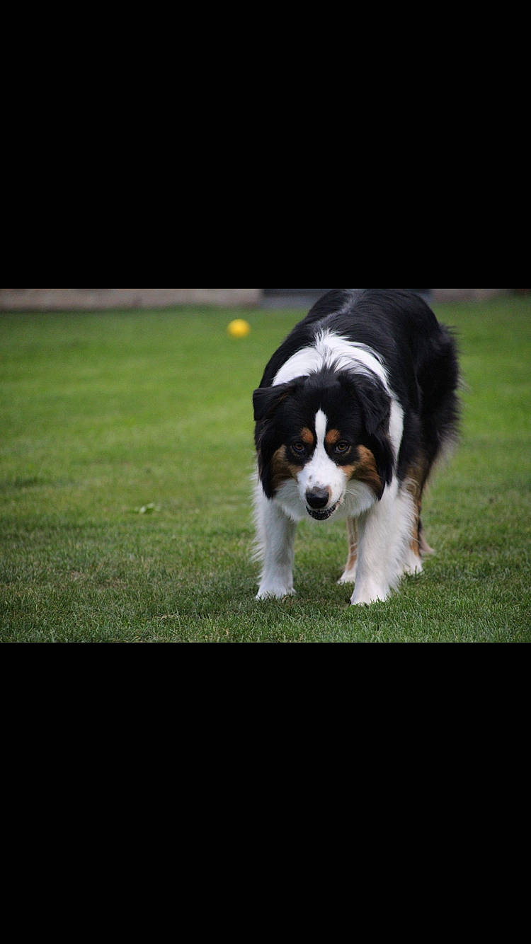Railey participe au concours pour gagner de l'argent avec cette photo : bored, canidae, carnivore, cavalier_king_charles_spaniel, companion_dog, dog, dog_breed, grass, herding_dog, mammal, puppy, rectangle, snout, sporting_group, tail, terrestrial_animal, toy_dog, vertebrate, working_animal, working_dog