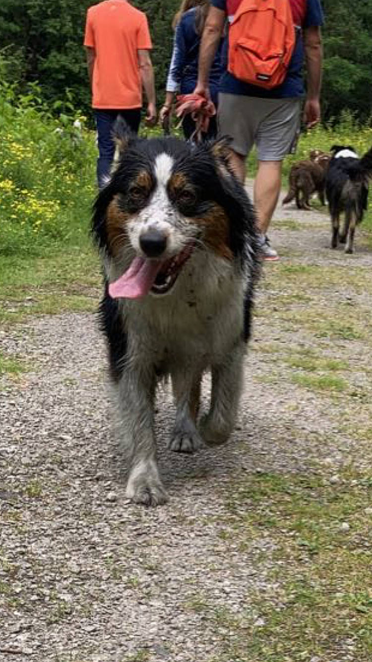 Railey a rejoint le concours — aidez-le/la à gagner de superbes lots ! bernese_mountain_dog, border_collie, canidae, carnivore, companion_dog, dog, dog_breed, flower, herding_dog, hunting_dog, plant, sporting_group, terrestrial_animal, working_dog